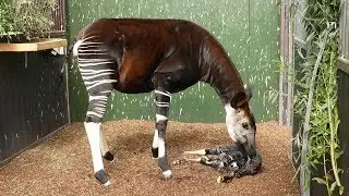 Geboorte van een okapi  in Diergaarde Blijdorp Rotterdam
