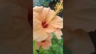 #Hibiscus#world photography day#gardening#garden#terrace garden