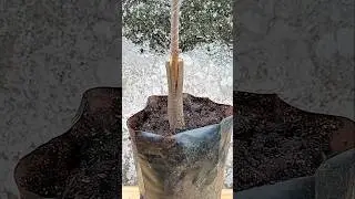 early age durian grafting #viralvideo #grafting #durian #shorts #part 270