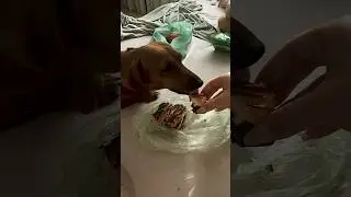 Czy Taksa śpi?.🤣😂🐾