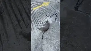 Rolling #cat for belly rubs #cutecat #cuteanimals