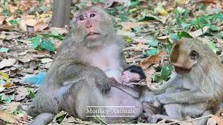 OMG! Cutie baby monkey fasting drink fresh milk | Monkey-Animals