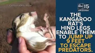 These tiny kangaroo rats live in Arizona - ABC15 Digital
