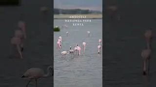 Safari at Amboseli National Park #natgeo #shortsvideo #wildlife #photography #videography #video