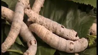 Mulberry Silkworm Rearing Techniques , Division of Sericulture , SKUAST Jammu