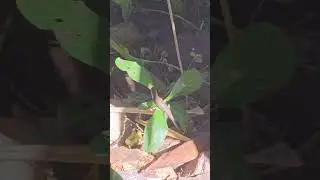 Garden Lizard in Darwin Northern Territory Australia 🦎 | Tropical Wildlife #shorts