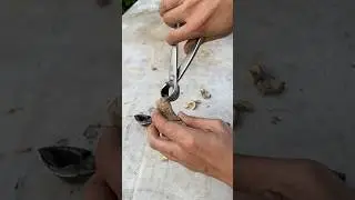 Review and Test of Round Bonsai Clamps, Guys! #roundclamp #roundclampbonsai #bonsaitools #bonsai ...
