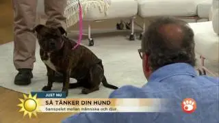 Avslöjande: Så förstår du hundens hemliga signaler - Nyhetsmorgon (TV4)