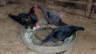 Turkey,chicken feeding  in farm🚜🐄🌾