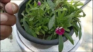 How to grow and take care dainthus flower plant | permanent flower plant