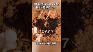 Simulating an Ant colony for 1000 days (Part 1) #simulation