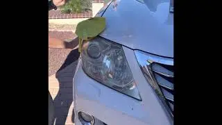 Lexus LX headlight restoration