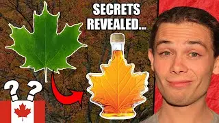 Australian Reacts To 'How REAL Maple Syrup Is Made'