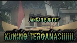 Jangan buntut kuning  terganas  di bali