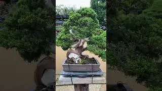 Shunkaen Bonsai garden #shorts #japanese #japantravel