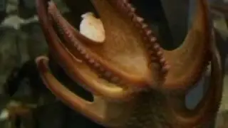 Octopus Predicts World Cup Winners