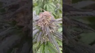 Culture chanvre France 2025 #nature #garden #cannabiscommunity #culture