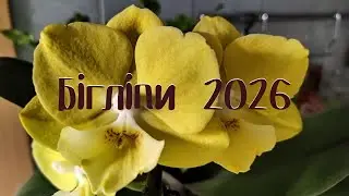 Цветение биглипов