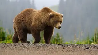 6 Animals That Could Defeat A Tiger | Turbo Brain