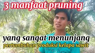 3 manfaat pruning yang sangat menunjang pertumbuhan produksi kelapa sawit