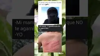 memes random xd