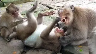 My God!! Millions Pity, Why Monkey Felix bite Sweet Pea like this? Sweet pea Supper Cry.