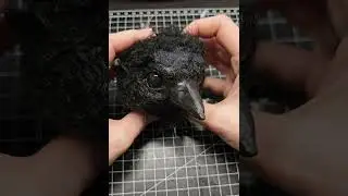 Handmade Crow Head by Agatha Black #shorts #diycrafts #artshorts  #polymerclay   #crow #artdoll
