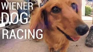 WIENER DOG RACING! The Dachshund Dash