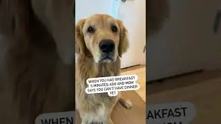 When your Dog is Hungry After Eating...