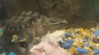 Common snapping Turtle Feeding 💯 Kpreptiles