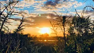Sounds of Frogs, Pure Nature Sounds, Natural White Noise. Relaxing Sound for Sleeping.