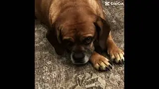 It&rsquo;s time #mypug #pets #funny #cute #cutedog #pug