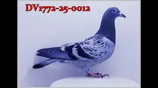 Versteigerung RV Westliches Ruhrgebiet Weitstrecke Oberhausen  2026 M.H&ouml;velmann DV1772-25-0012