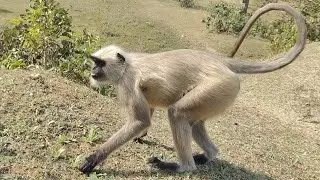 Gray Langur Walking Calmly on Village Road 🐒🌿