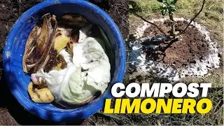Como Realizar un Compost correctamente a nuestras Plantas de Limón - Compostaje a Limonero