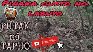 @BOSSJHUNTER Red  Jungle fowl Calling sounds, with Tapho, Hen jungle fow.
