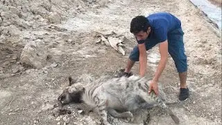 وصول الضباع لمدينة ميسان والهجوم على السيارة الي كانت تقلنا /محمد الدرويش