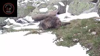Marmota, Marmota, Marmotte, Marmotta