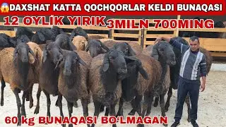 🚨3MLN 700MING KATTA QO'ZI KELDI TAROZIGA XAM KELADI 2 OY OLDIGI ESKI NARXLARDA SHOSHILING 