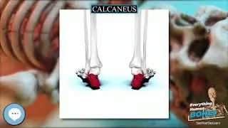 Calcaneus 🦴 Everything Human Anatomy Bones 🦴