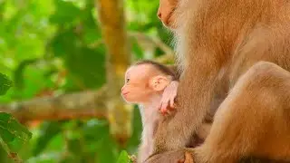 Really Sweet Tiny Baby Rina With Mom Rose Great Care Well, Makes Her Looks Healthy, Smart and Stro