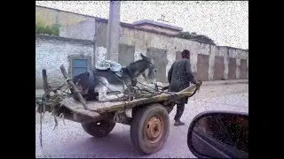 Things happen only in Algeria 2016