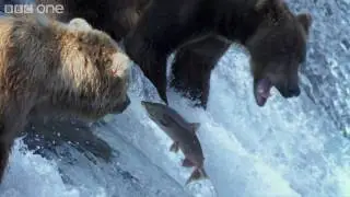 Grizzly Bears Catching Salmon
