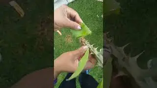 C&oacute;mo reproducir m&aacute;s plantas  de corona de Cristo ❤️🌹