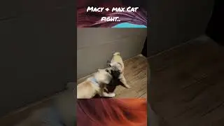Pugs Dog-Cat fight!!