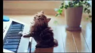 You Will Find a Resource for Cat Health Information; Aggressive Kitten Training
