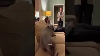 Когда ваша собака становится блюстителем порядка 😳🐶