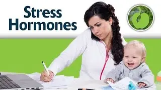 Stress Hormones and Your Immune System