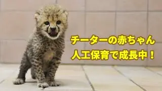 チーターの赤ちゃん人工保育で成長中