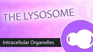 Intracellular Organelles- The Lysosome